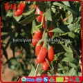 Goji-Beere Import goji Beeren ningxia goji des biologischen Lebensmittels appetitanregend